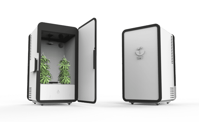 Beginners Guide to Growing Marijuana & New 'Leaf' System