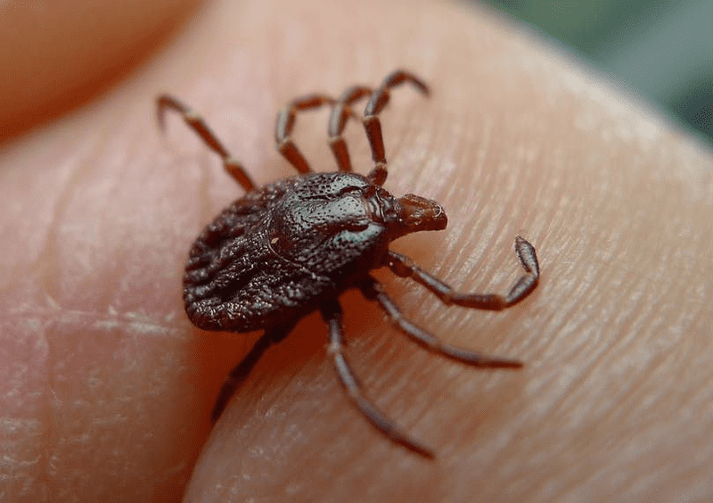 Could Lyme Disease Patients Find Relief with Medical Marijuana?