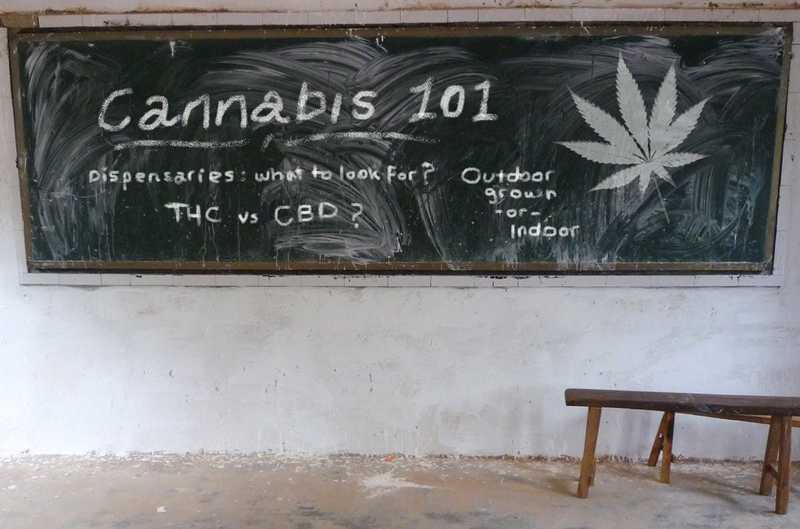 Cannabis 101: Your Quick Guide to Medical Marijuana