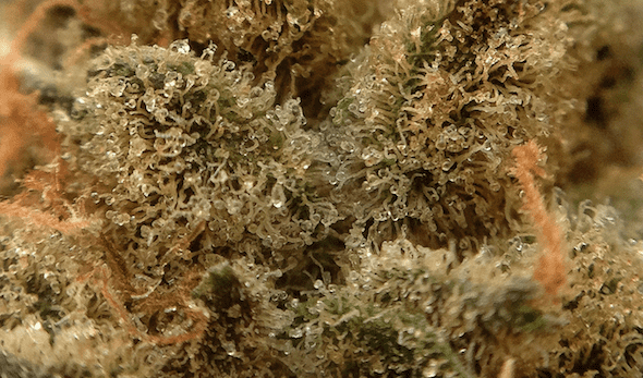 GSC cannabis strain