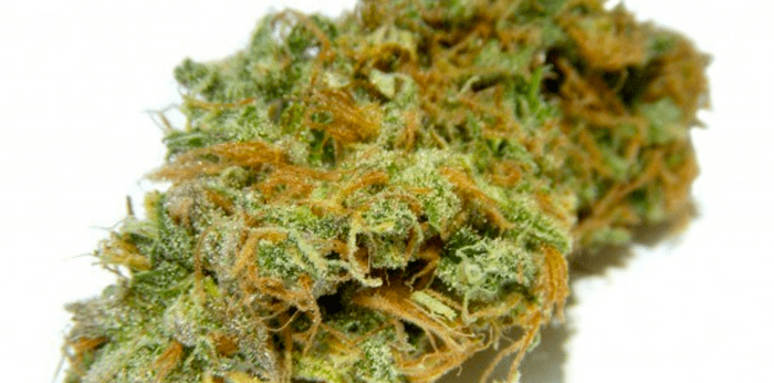 Fatigue-fighting marijuana strain: Juicy Fruit