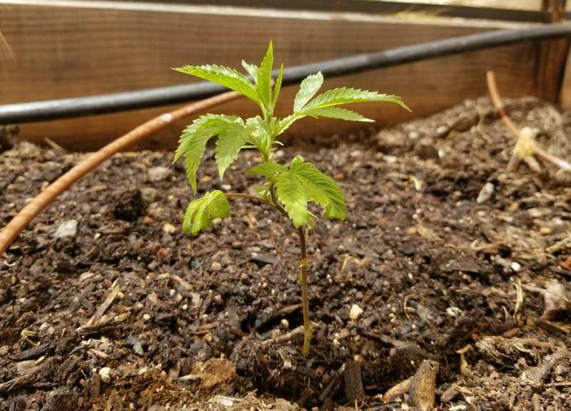 A Beginner’s Guide to Growing Marijuana at Home