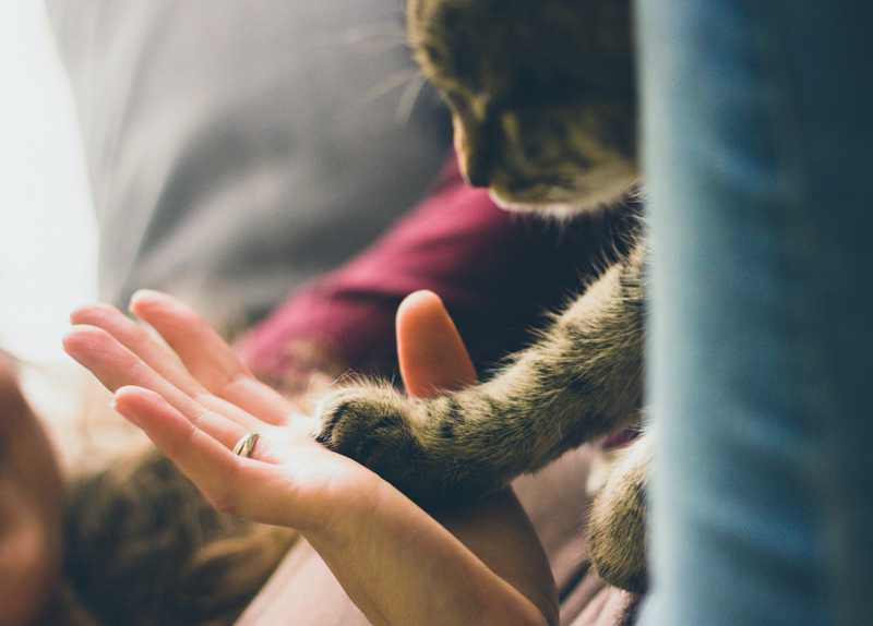 A Holistic Approach to Pet Health That Includes Cannabis