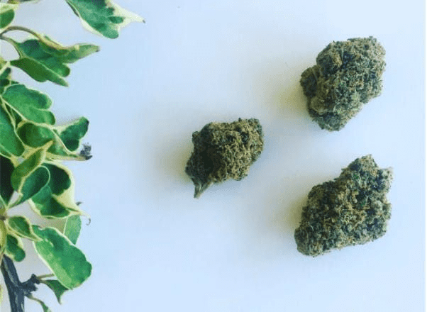 Choosing a Cannabis Dispensary or Delivery Service