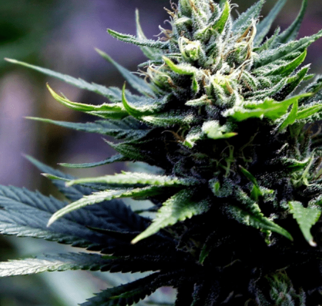 Cannabis flower can help some people sleep better.