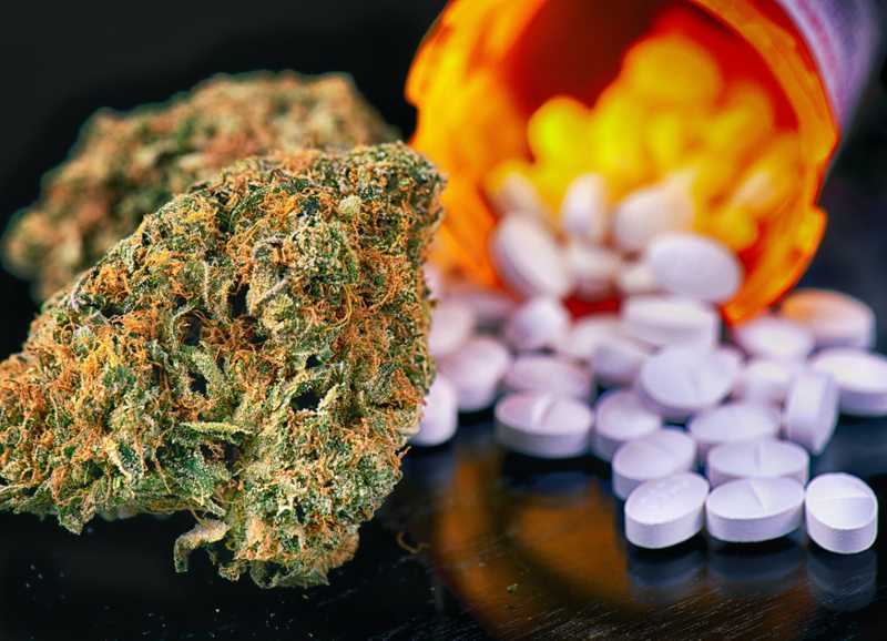 Can Opioids & Cannabis Combined Reduce Cognitive Problems?