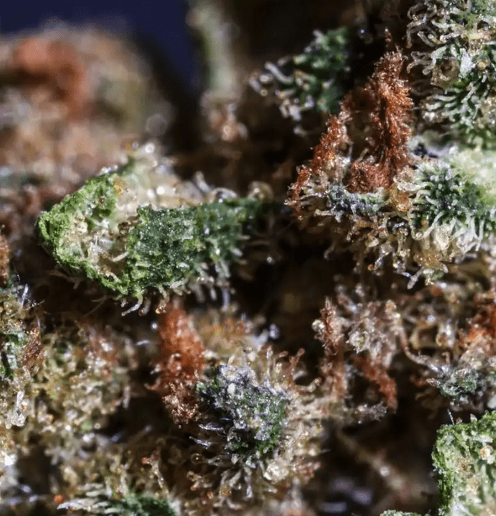 Cannabis flower can help you sleep better.