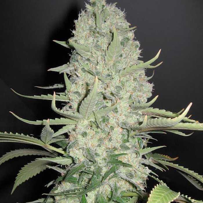 White Widow