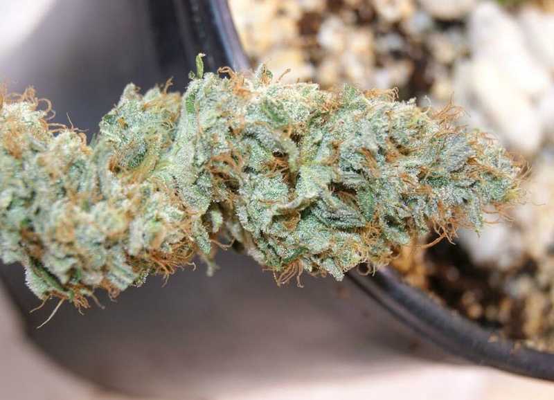 Top 8 Most Potent, High-THC Marijuana Strains