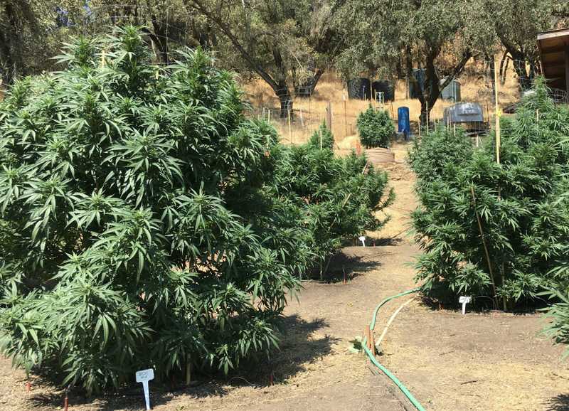 Outdoor Cannabis Farmers Facing Unprecedented Crisis in CA 