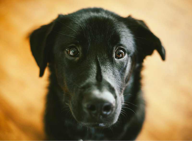 Using CBD to Take Care of Your Pet’s Anxiety
