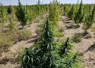  One Hemp Farmer’s Transition From Cattle to Cannabis