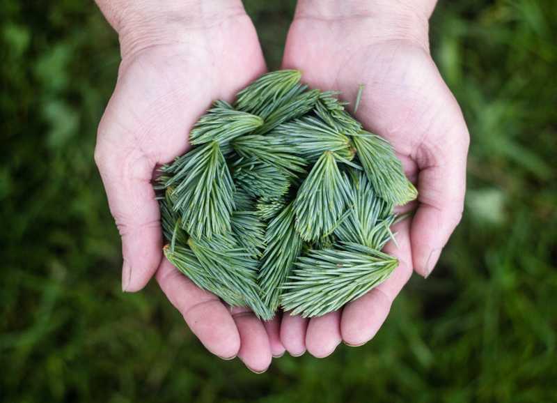 Know Your Terpenes: Pinene