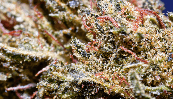 ACDC cannabis strain