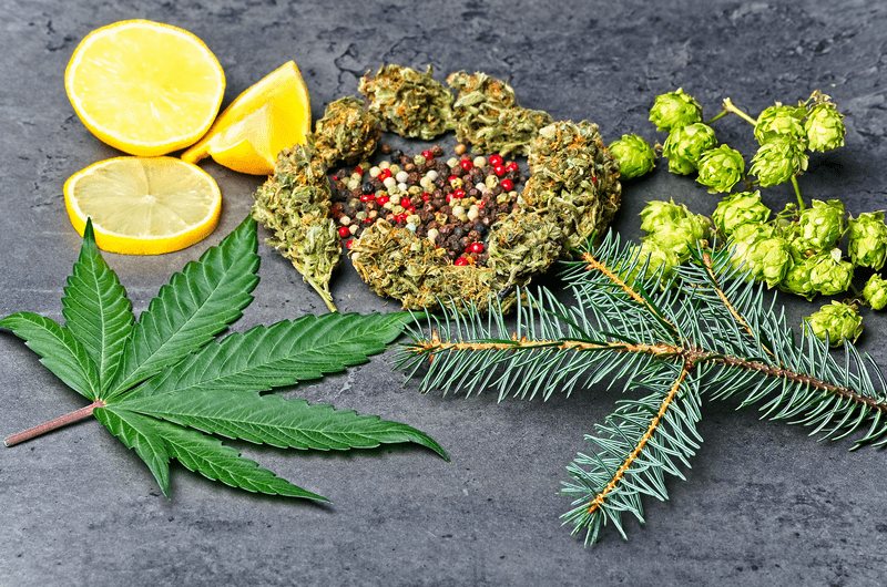 3 Combinations of Terpenes and Vitamins to Beat Stress, Insomnia and Chronic Pain
