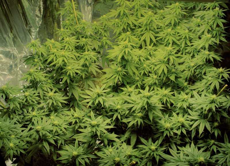 Are Single-Cannabinoid Plants the Future of Cannabis?