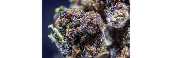 Hindu Kush cannabis flower