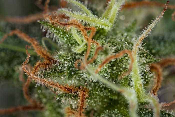 Chemdawg cannabis strain